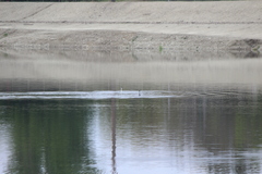 Aechmophorus clarkii