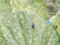 Microtechnites canus