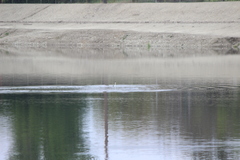 Aechmophorus clarkii