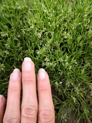 Spergularia