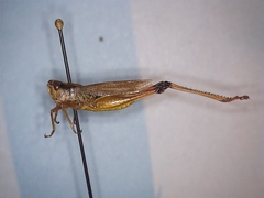 Pseudochorthippus curtipennis