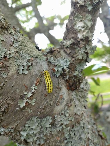 White-tailed zygaenid moth