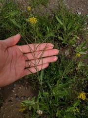 Sisymbrium irio