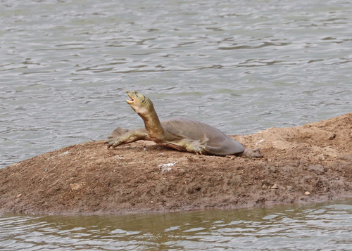 Ganges Softshell Turtle