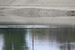 Aechmophorus clarkii