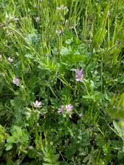 Erodium moschatum