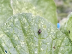 Microtechnites canus