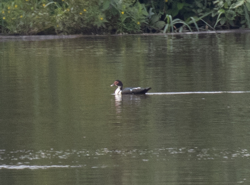 Domestic Muscovy Duck