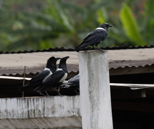 Pied Crow