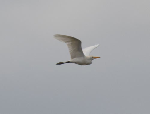 Western Cattle-Egret
