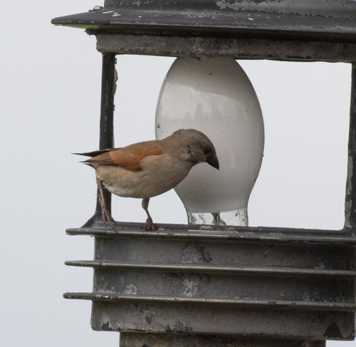 Northern Grey-headed Sparrow