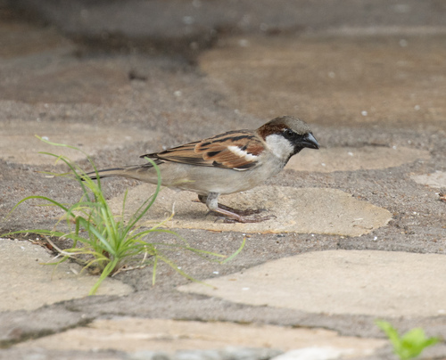 House Sparrow