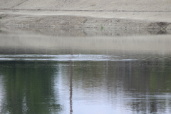 Aechmophorus clarkii