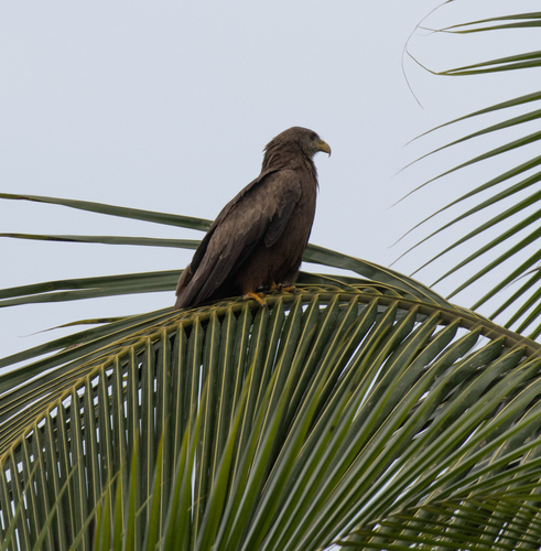 Black Kite