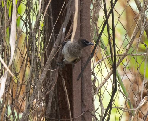 Common Bulbul