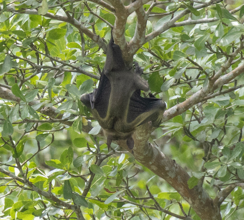 Straw-coloured Fruit Bat