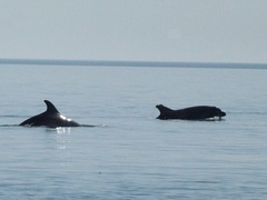 Tursiops truncatus ponticus