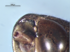 Pseudochorthippus curtipennis