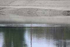 Aechmophorus clarkii