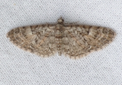 Eupithecia abbreviata