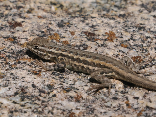 iNaturalist observation photo of Common Sagebrush Lizard