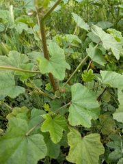 Malva parviflora
