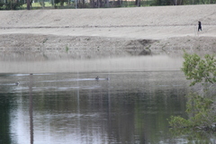 Aechmophorus clarkii