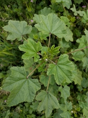 Malva parviflora