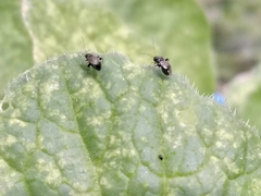 Microtechnites canus