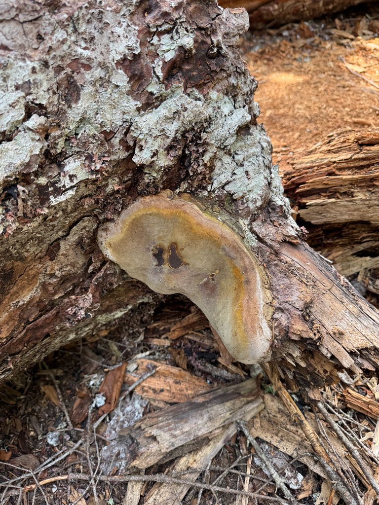 Fomitiporia tsugina · May 2026 · photo: Photo: (c) Michael Paluch, some rights reserved (CC BY) · iNaturalist