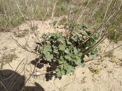 Sphaeralcea munroana