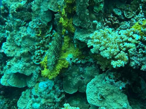 Epinephelus merra