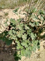 Sphaeralcea munroana