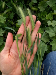 Hordeum murinum