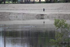 Aechmophorus clarkii