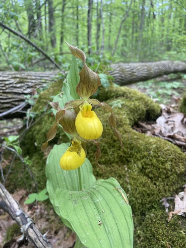 yellow lady's slipper