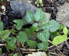 (c) Melanie Newfield, some rights reserved (CC BY) Urtica sykesii, photograph (c) Melanie Newfield, some rights reserved (CC BY)