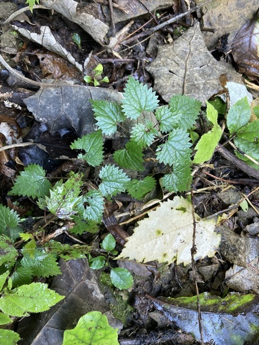 Urtica sykesii, photograph 6