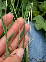 Hordeum murinum