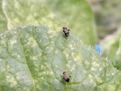 Microtechnites canus