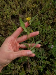 Sonchus oleraceus