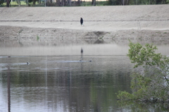 Aechmophorus clarkii