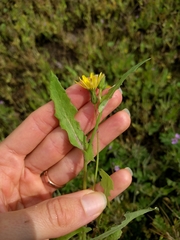 Sonchus oleraceus