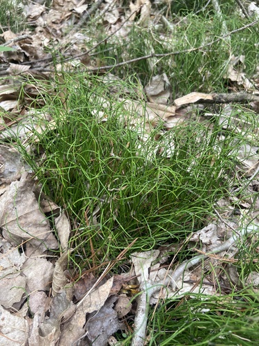 dwarf horsetail