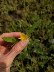 Sonchus oleraceus