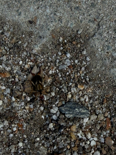 iNaturalist observation photo of Forficula mediterranea