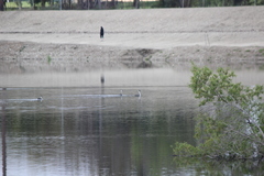 Aechmophorus clarkii