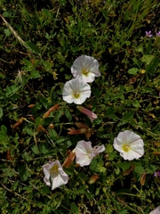 Convolvulus arvensis