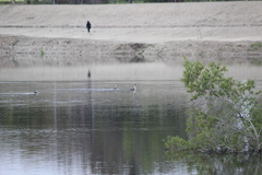 Aechmophorus clarkii