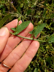 Convolvulus arvensis